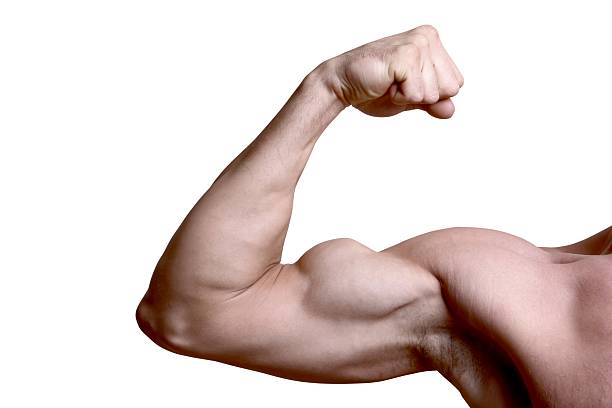 Well Build Muscles Well Health Organic howto build muscle know tips