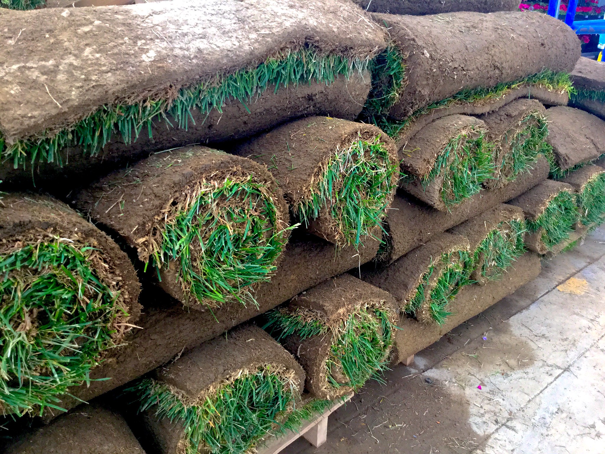 The Basics of Sod Installation: A Step-by-Step Guide